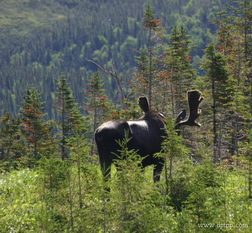 11_GrosMorneTrail021 SJ一路嚷嚷看Moose, 最后也是他开车时祈祷不要见Moose.