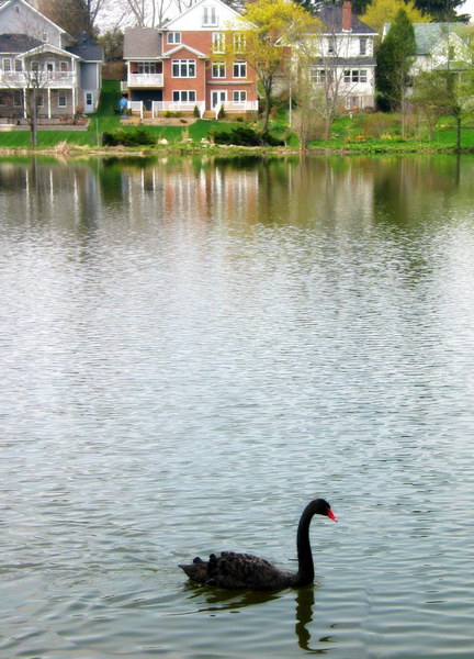 mapStartford008 Black Swan - 第一次知道Stratford是因为其黑天鹅,原以为满河都是,却没想只看到了这一只.