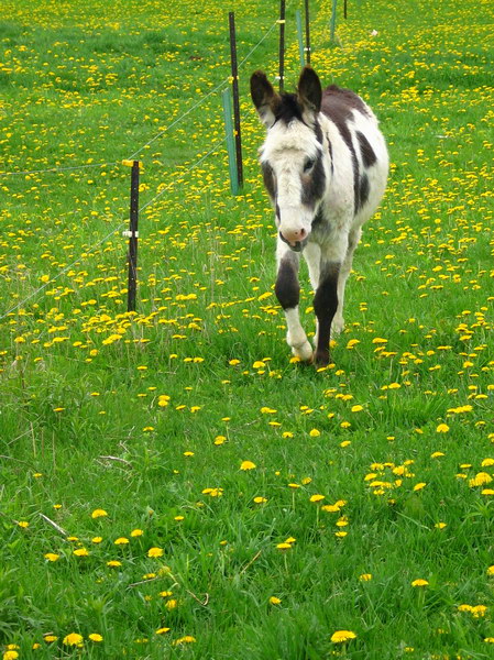 mapStartford010 再次来stratford, 是两年后(2007)同样季节.带着探亲的父母.乡间小路边的农场风光吸引了我们.一出车,远处的小马驹颠颠的就过来了.